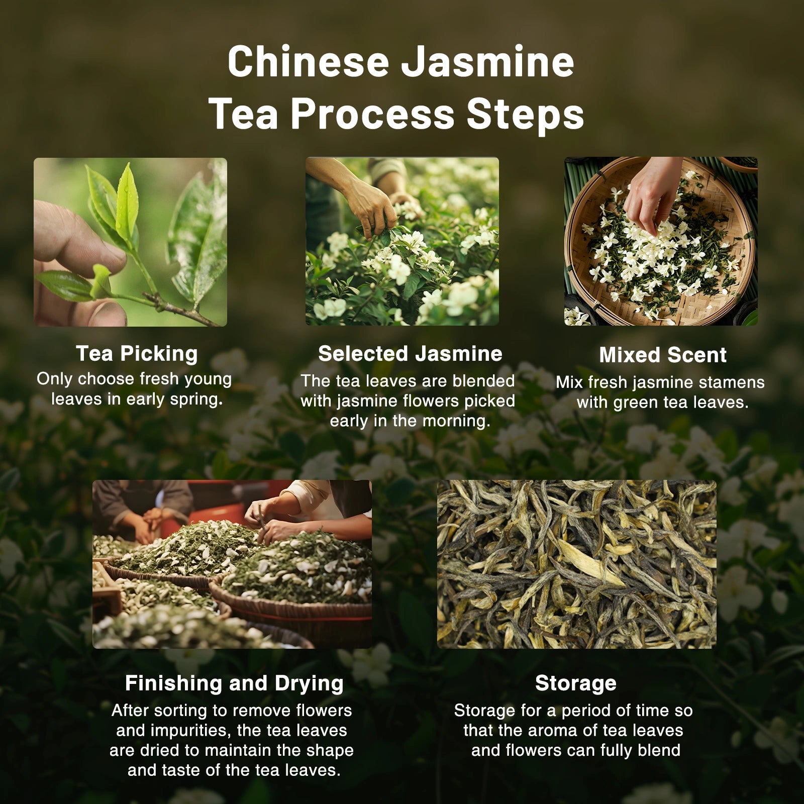 Jasmine Mao Jian | Traditional 5-Scent Jasmine Green Tea (One Bud with Two Leaves) – Pure Floral Fragrance, Rich and Sweet with Refreshing Aftertaste | Summer Harvest July 2024 from 1000m in Heng County, Guangxi | 3.5oz (100g) For Afternoon