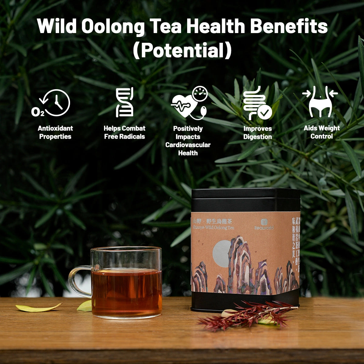 Chinese Wild Oolong Tea For After Meal