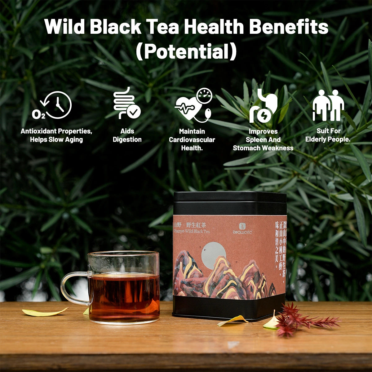 Organic Wild Gongfu Black Tea | Floral Aroma, Sweet & Brisk| 50-Year-Old Trees - 900m High Daming Mountain | Light Fermentation (40G/80G) For Morning