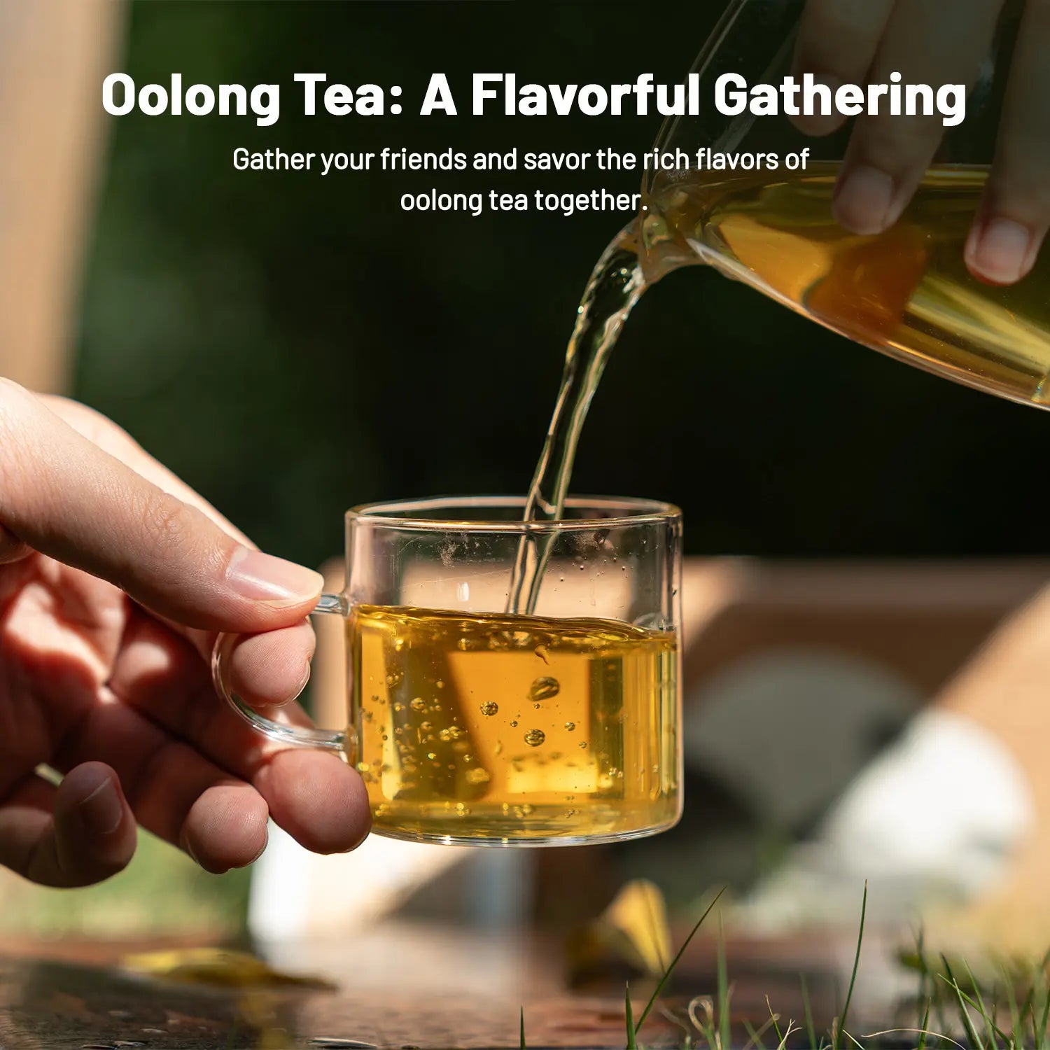 New Chinese Oolong Tea Sampler