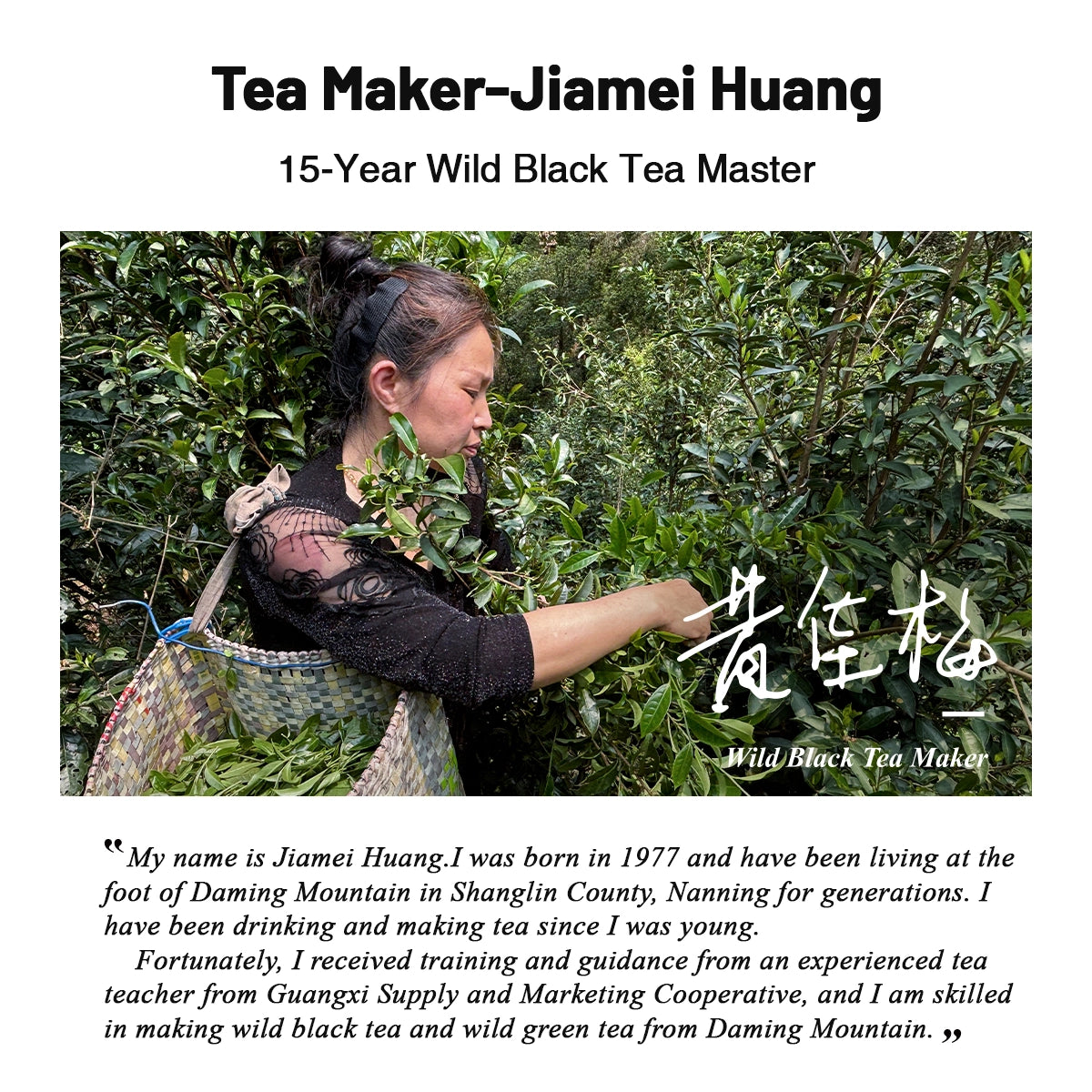 Organic Wild Gongfu Black Tea | Floral Aroma, Sweet & Brisk| 50-Year-Old Trees - 900m High Daming Mountain | Light Fermentation (40G/80G) For Morning
