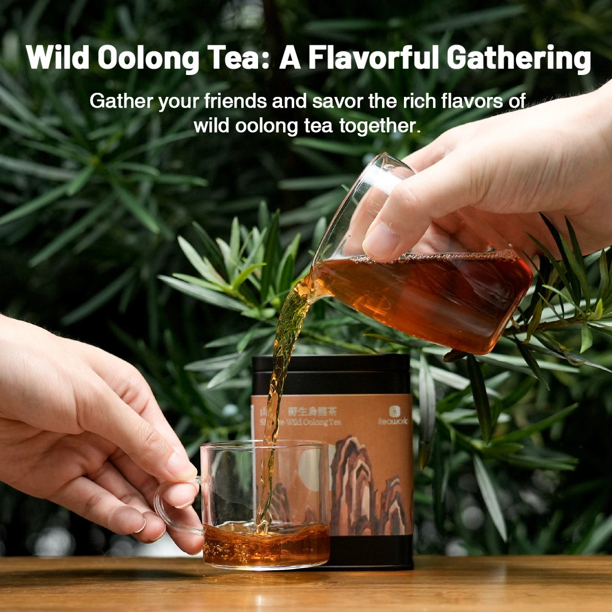 Chinese Wild Oolong Tea For After Meal